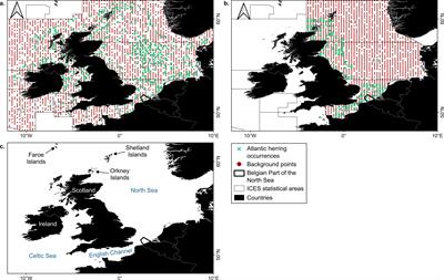 Modeling Atlantic herring distribution in the Northeast Atlantic for informed decision-making towards sustainable fisheries